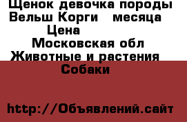 Щенок девочка породы Вельш Корги 2 месяца › Цена ­ 25 000 - Московская обл. Животные и растения » Собаки   